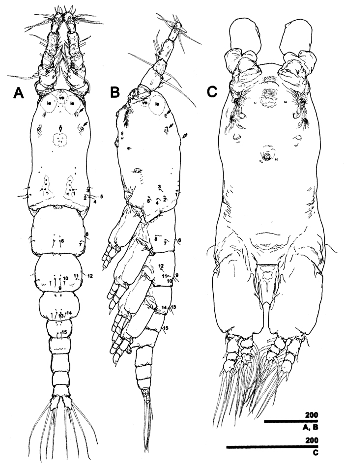 Espce Caromiobenella polluxea - Planche 1 de figures morphologiques