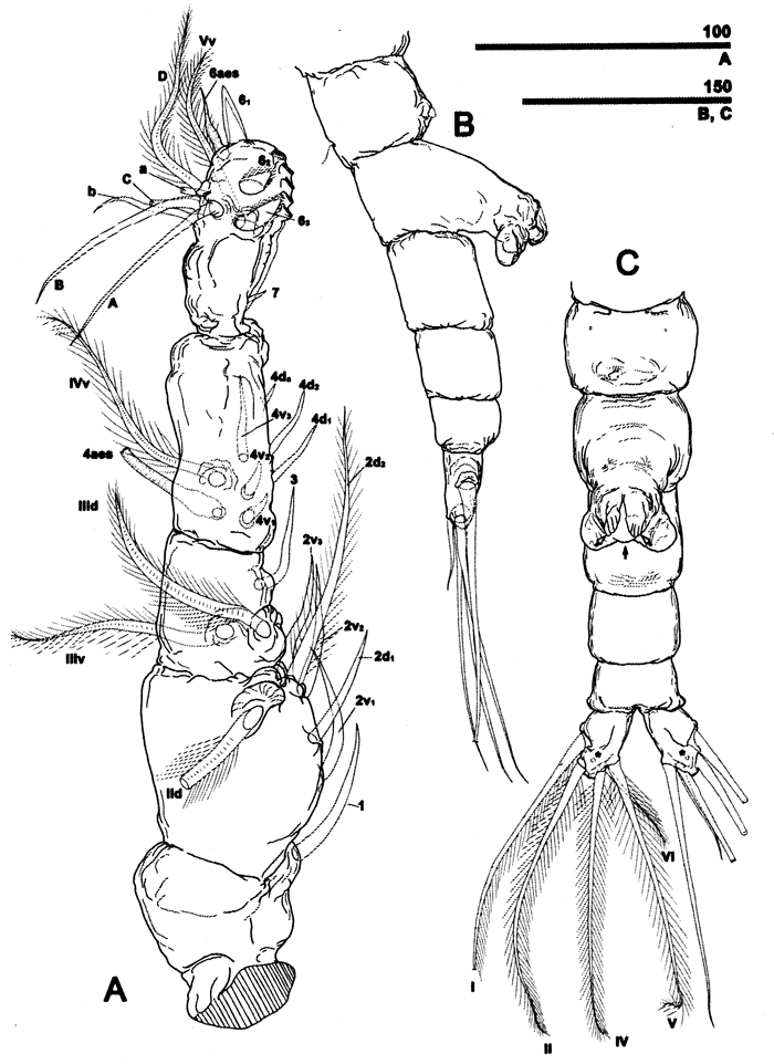 Espce Caromiobenella polluxea - Planche 2 de figures morphologiques
