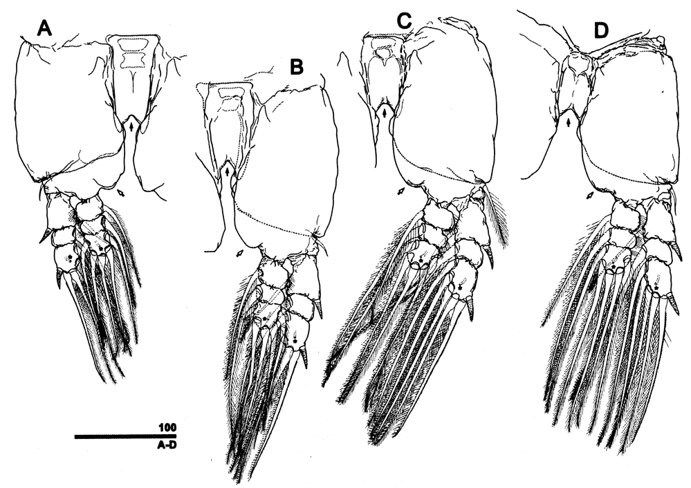 Species Caromiobenella polluxea - Plate 3 of morphological figures