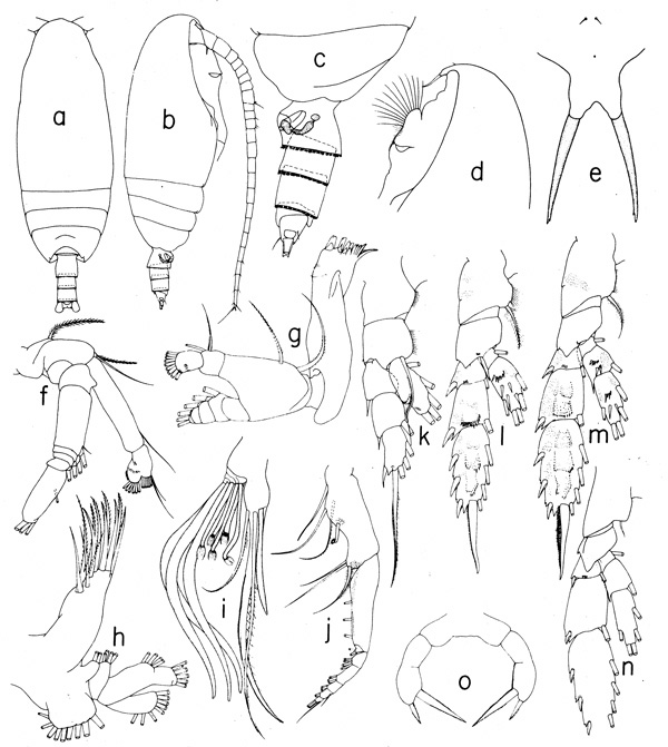 Species Pseudoamallothrix emarginata - Plate 3 of morphological figures