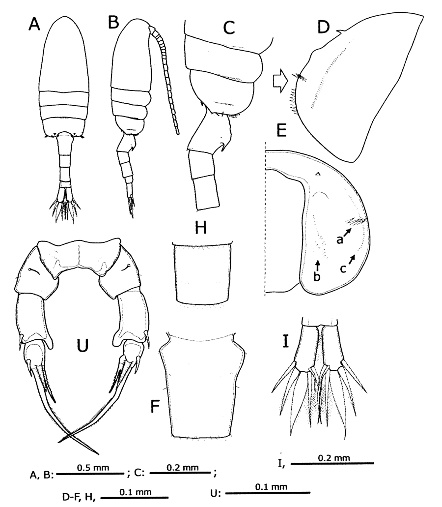 Species Pseudodiaptomus yamato - Plate 1 of morphological figures