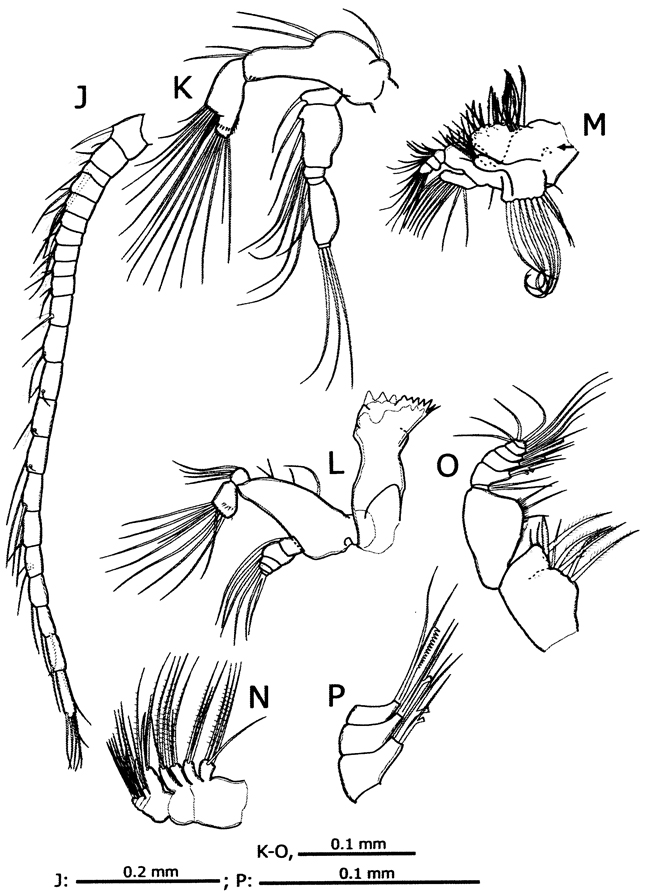 Espce Pseudodiaptomus yamato - Planche 2 de figures morphologiques