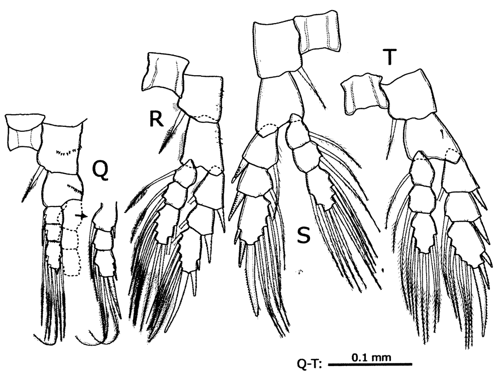 Species Pseudodiaptomus yamato - Plate 3 of morphological figures