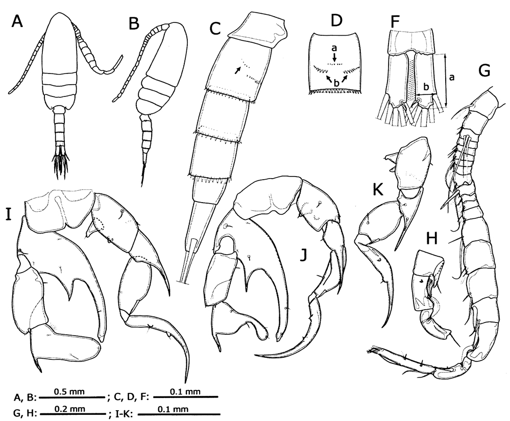 Species Pseudodiaptomus yamato - Plate 5 of morphological figures