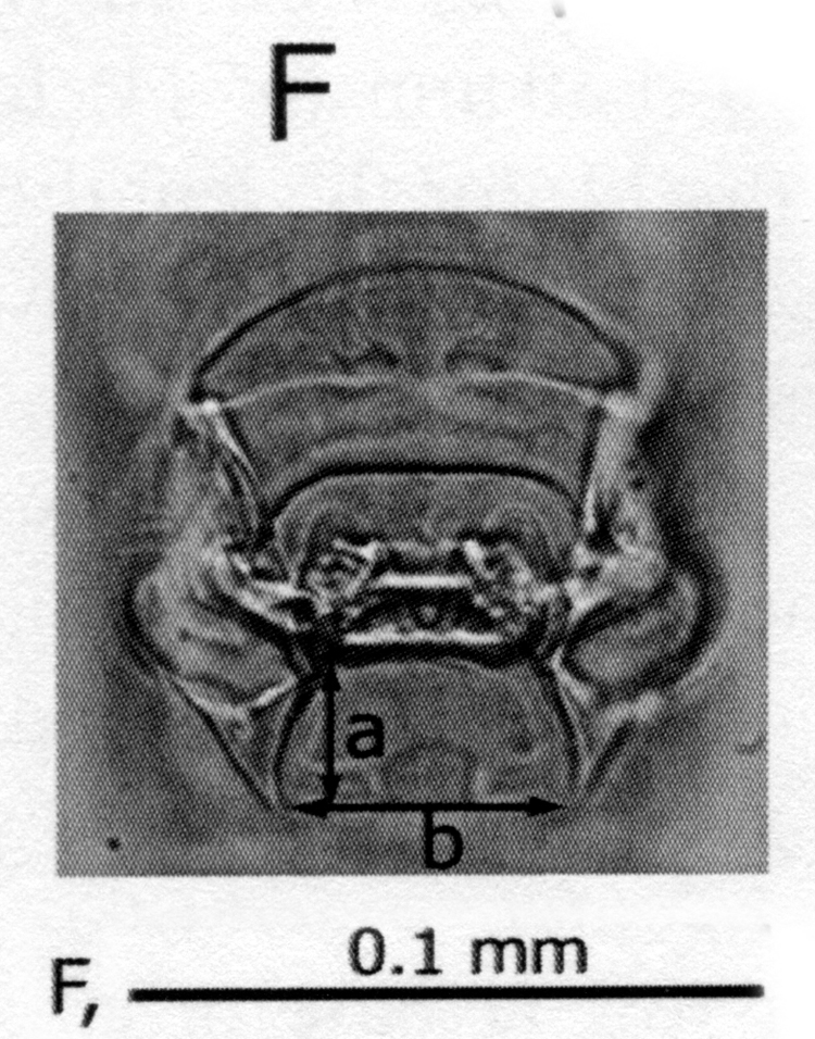 Espce Pseudodiaptomus japonicus - Planche 2 de figures morphologiques