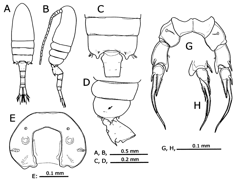 Espce Pseudodiaptomus inopinus - species complex - Planche 9 de figures morphologiques