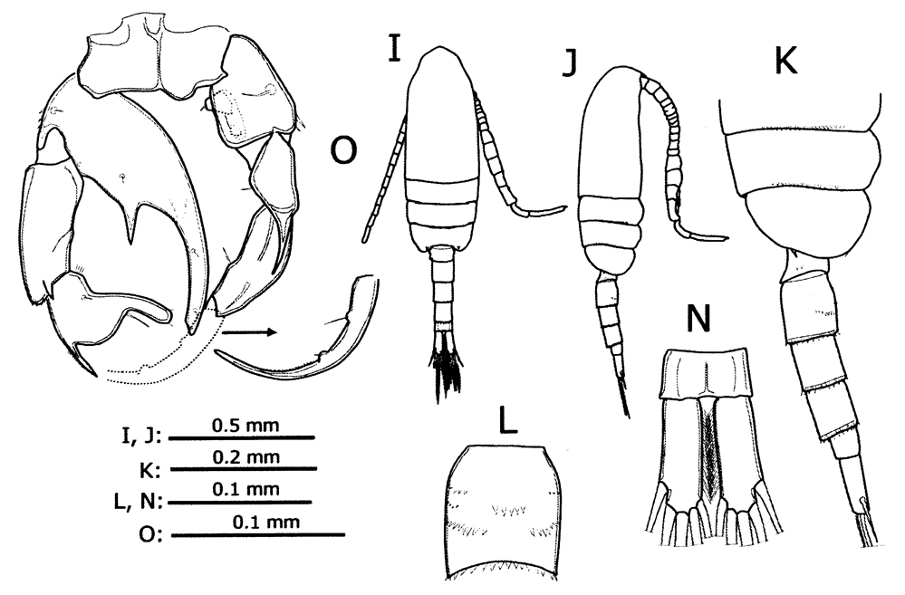 Species Pseudodiaptomus inopinus - species complex - Plate 11 of morphological figures