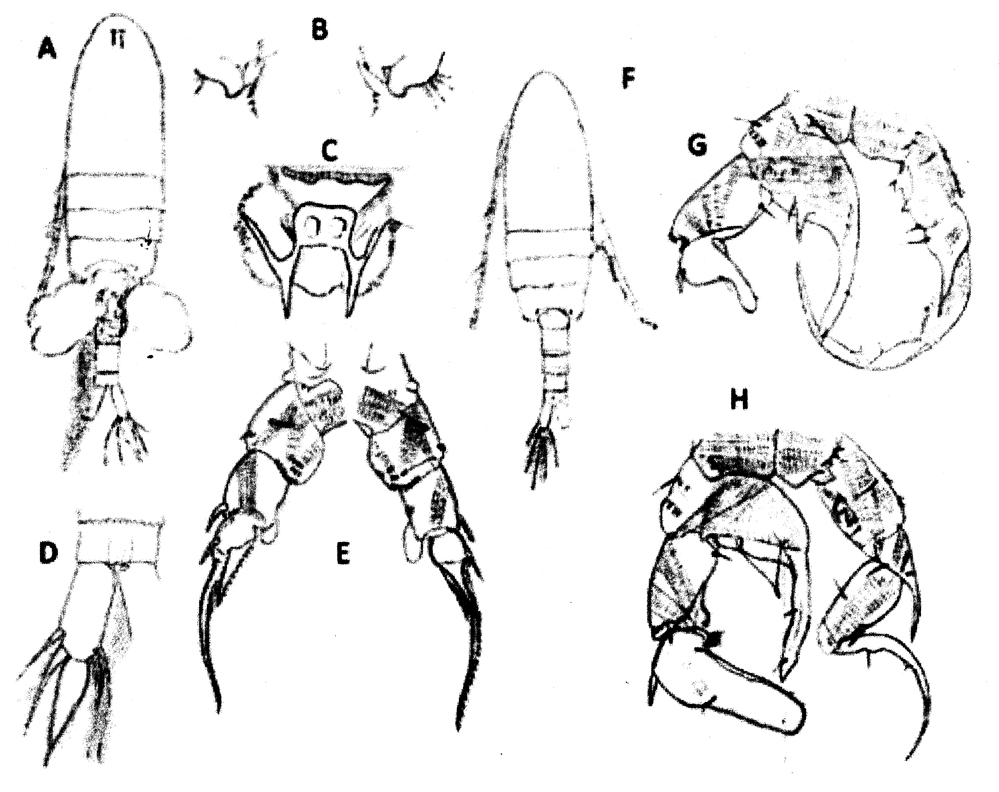 Species Pseudodiaptomus inopinus - species complex - Plate 8 of morphological figures