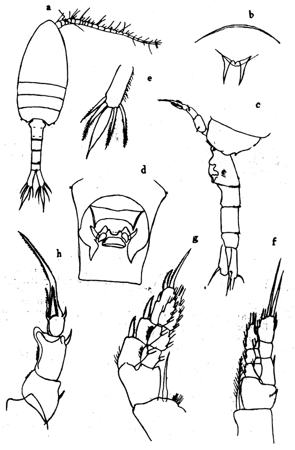 Species Pseudodiaptomus japonicus - Plate 5 of morphological figures