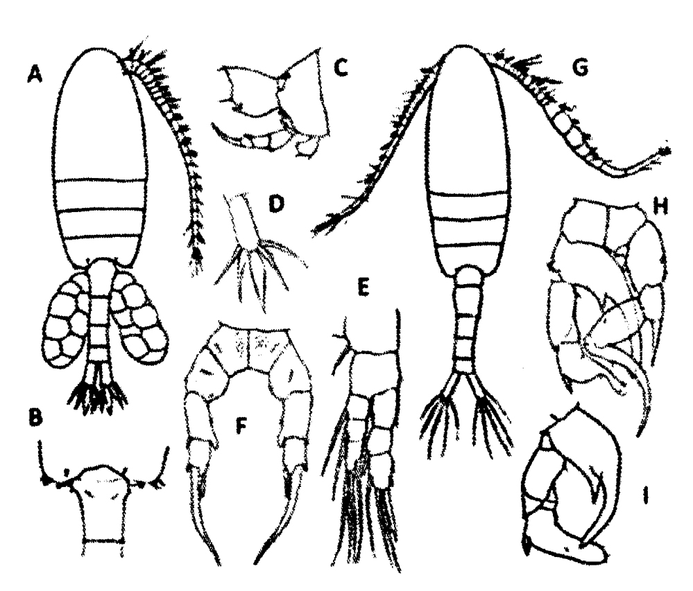 Species Pseudodiaptomus japonicus - Plate 23 of morphological figures