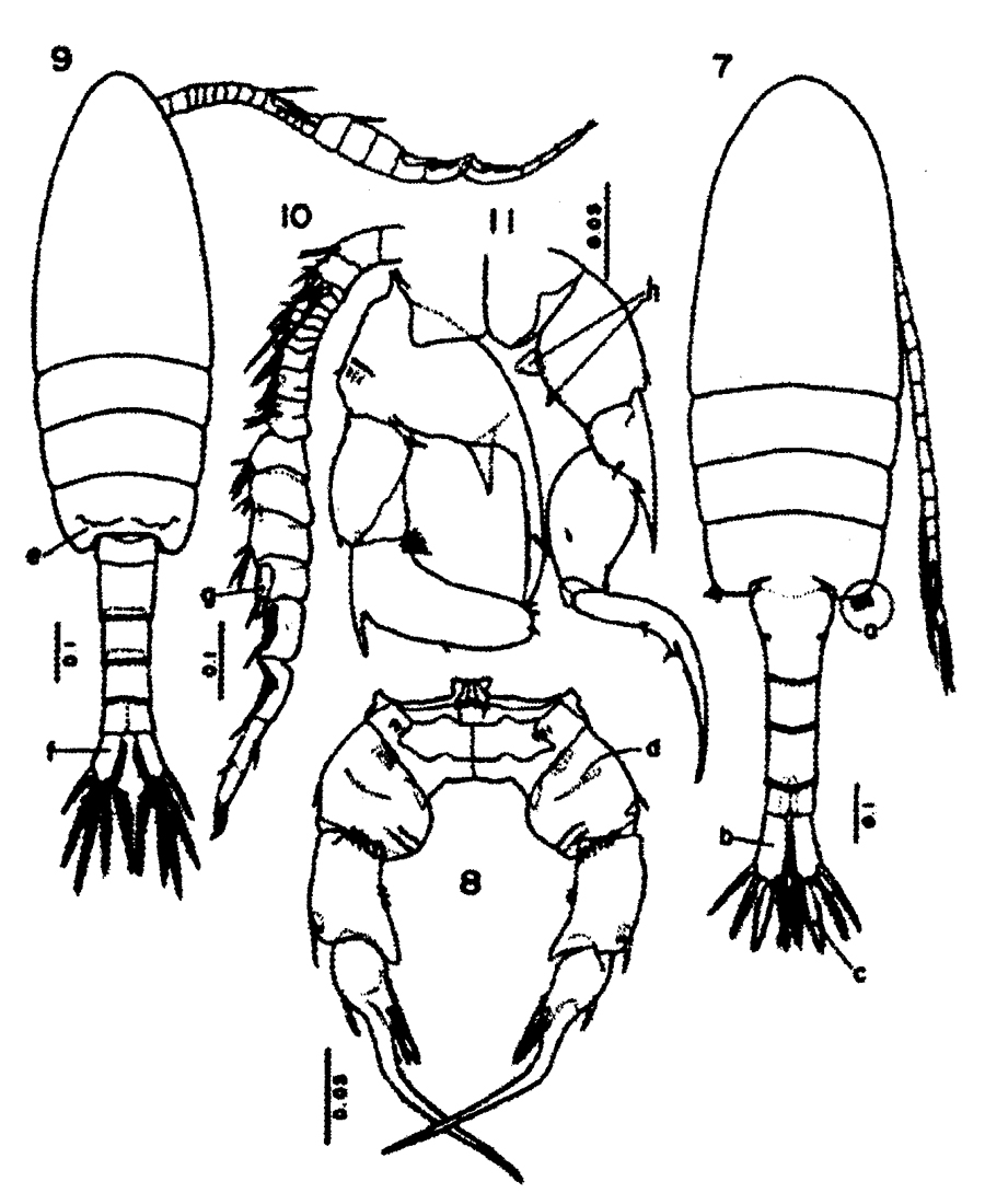 Species Pseudodiaptomus japonicus - Plate 24 of morphological figures