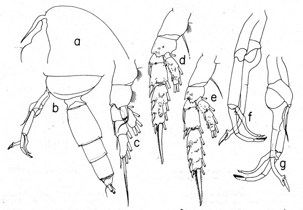 Species Amallothrix valida - Plate 3 of morphological figures