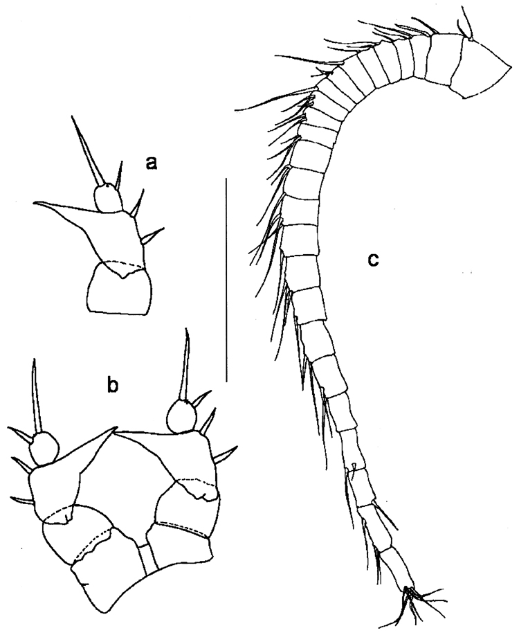 Espce Eurytemora caspica - Planche 2 de figures morphologiques