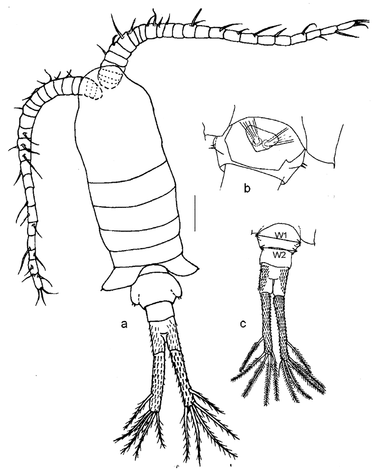 Espce Eurytemora caspica - Planche 1 de figures morphologiques