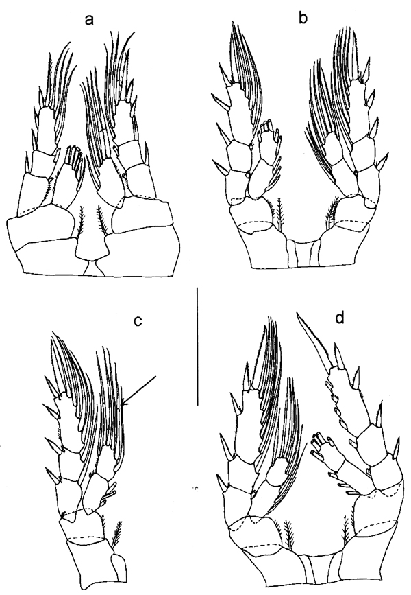 Espce Eurytemora caspica - Planche 4 de figures morphologiques