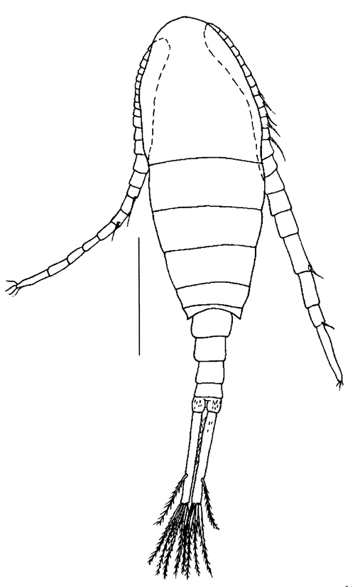 Species Eurytemora caspica - Plate 5 of morphological figures