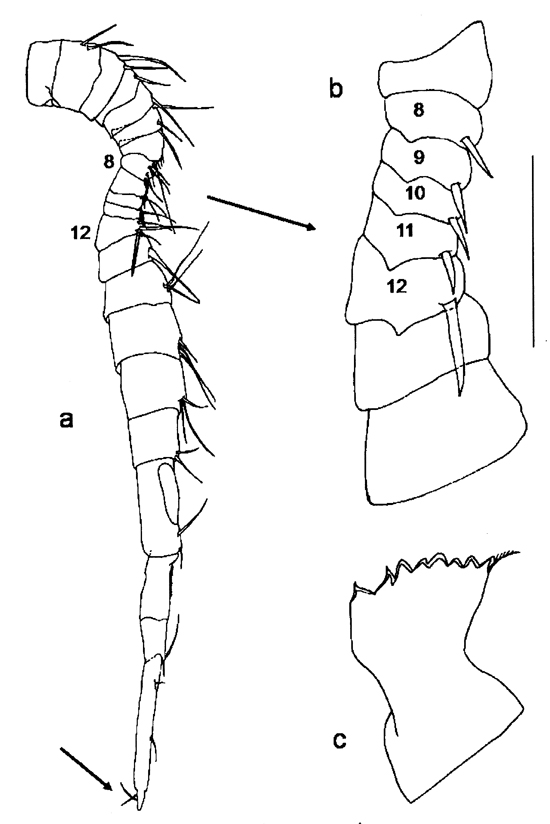 Species Eurytemora caspica - Plate 6 of morphological figures