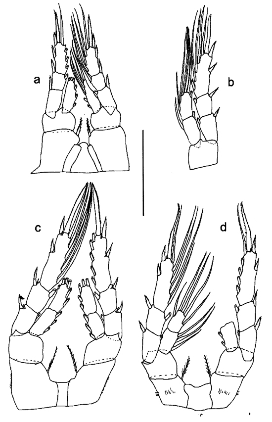 Species Eurytemora caspica - Plate 7 of morphological figures