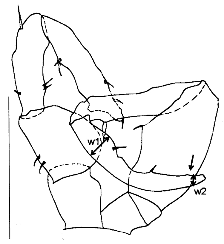 Espce Eurytemora caspica - Planche 8 de figures morphologiques