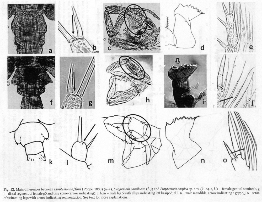 Espce Eurytemora affinis - Planche 18 de figures morphologiques