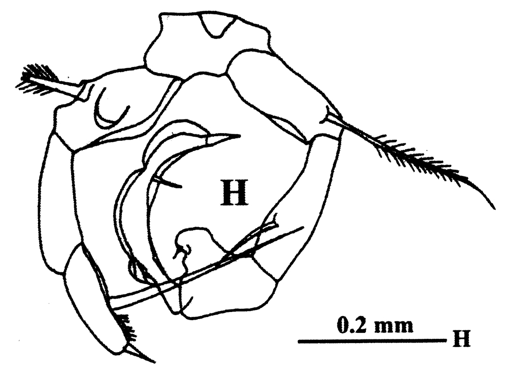 Espèce Acartia (Odontacartia) edentata - Planche 8 de figures morphologiques