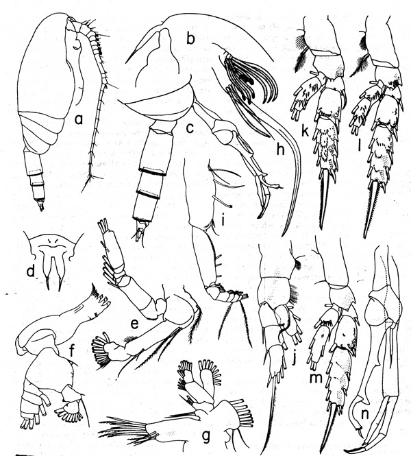 Espce Amallothrix dentipes - Planche 3 de figures morphologiques