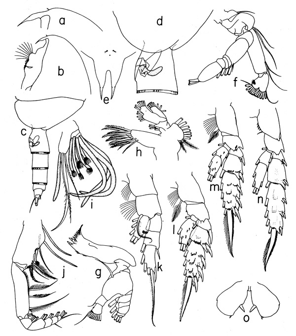Espce Scolecithricella dentata - Planche 4 de figures morphologiques