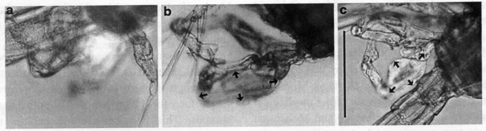Espce Eurytemora affinis - Planche 21 de figures morphologiques