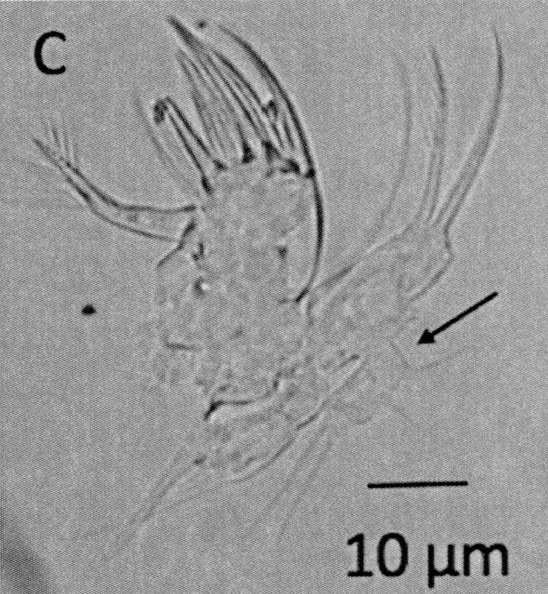 Species Dioithona oculata - Plate 17 of morphological figures
