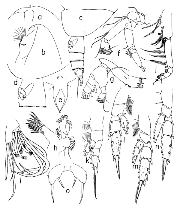 Espce Scolecithricella vittata - Planche 3 de figures morphologiques