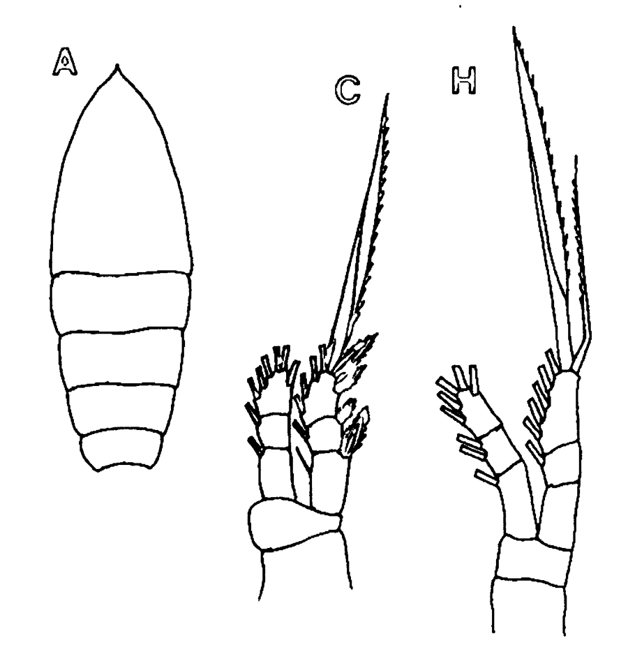 Species Oithona atlantica - Plate 17 of morphological figures