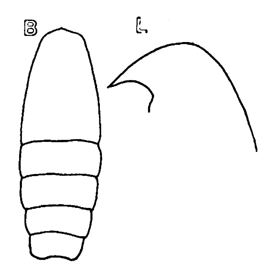 Species Oithona fallax - Plate 17 of morphological figures