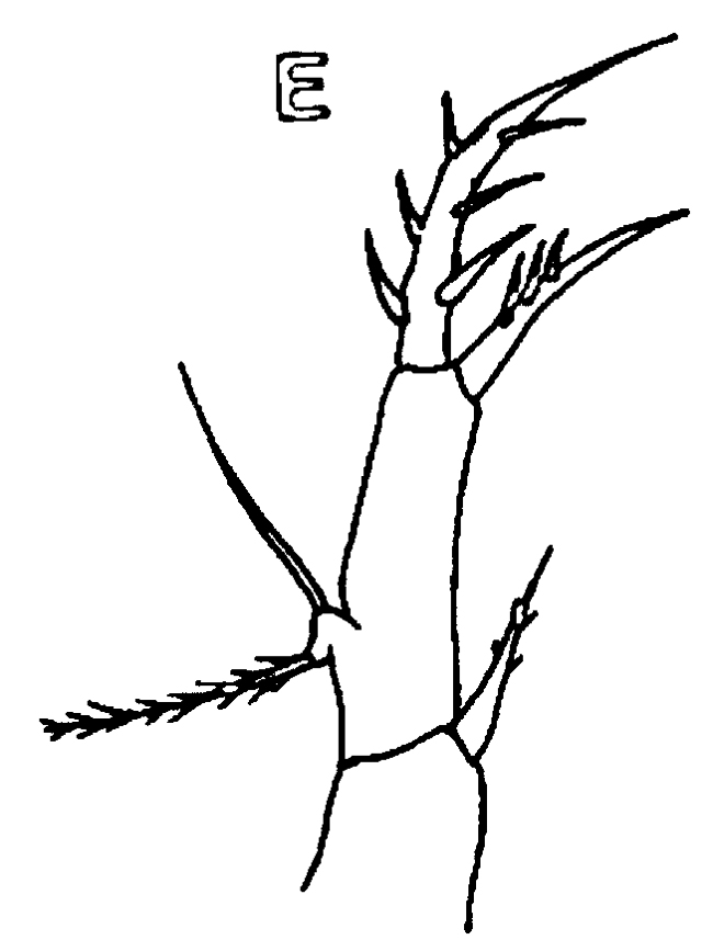 Espèce Oithona tenuis - Planche 10 de figures morphologiques