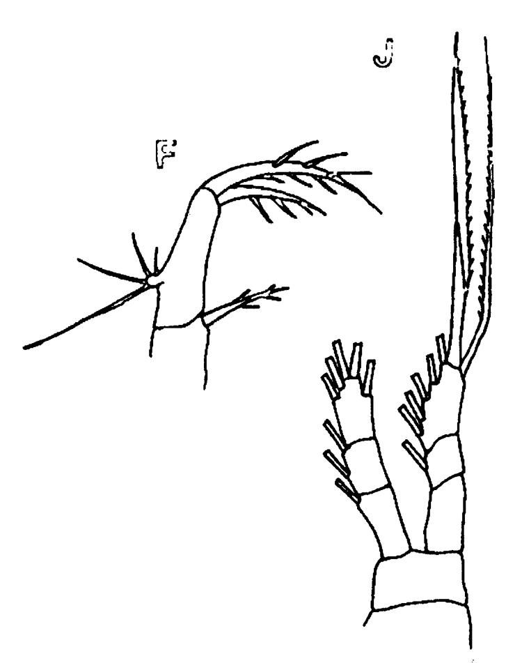 Species Oithona longispina - Plate 5 of morphological figures