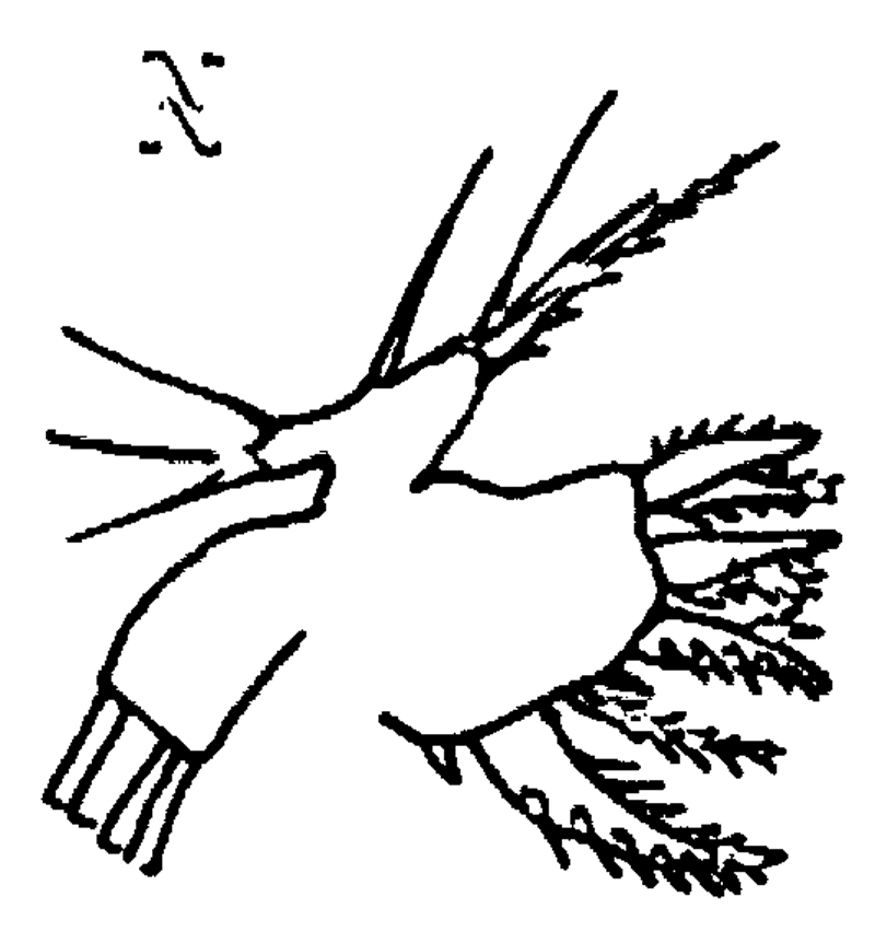 Espce Oithona brevicornis - Planche 38 de figures morphologiques