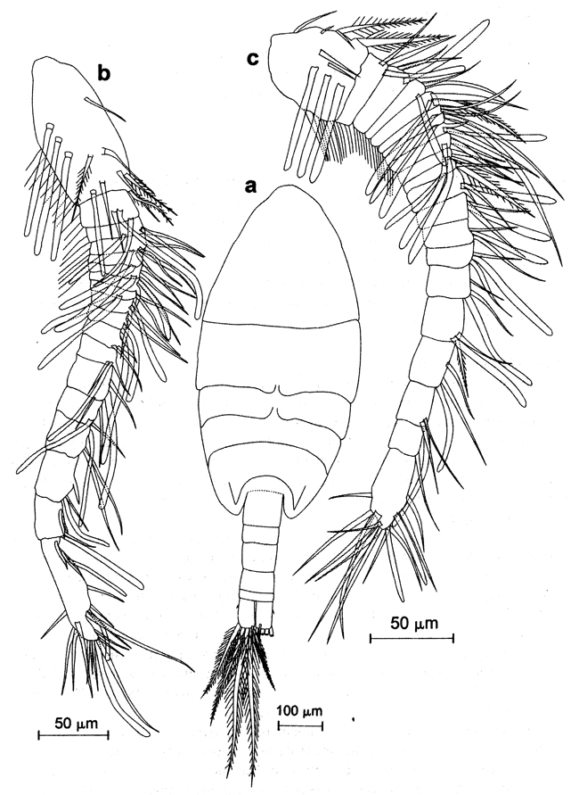Espèce Paramisophria aegypti - Planche 1 de figures morphologiques