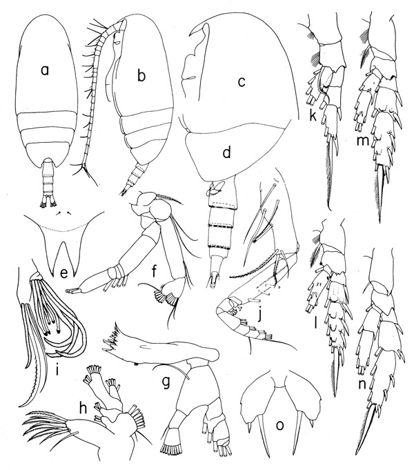 Species Scolecithricella minor - Plate 3 of morphological figures