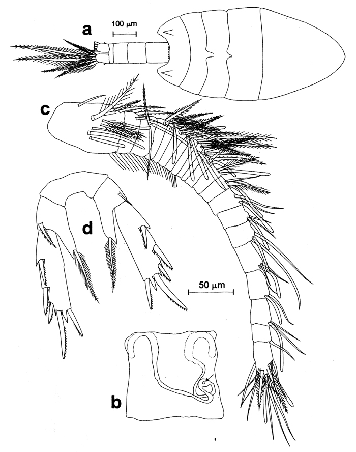 Espce Paramisophria aegypti - Planche 5 de figures morphologiques