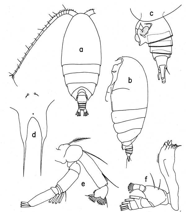 Espèce Scolecithrix danae - Planche 5 de figures morphologiques