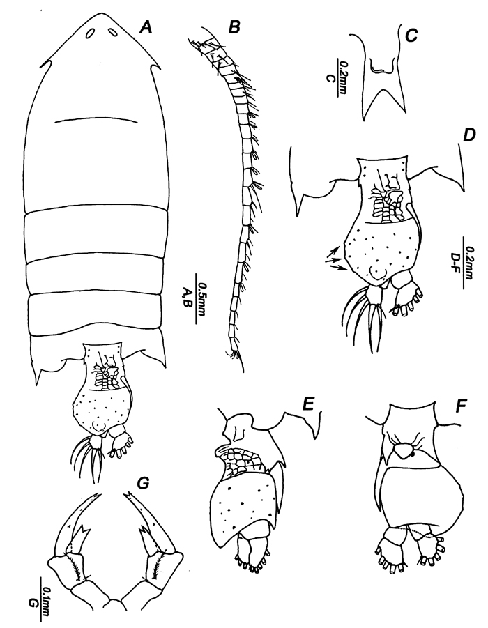 Species Pontella sinica - Plate 5 of morphological figures