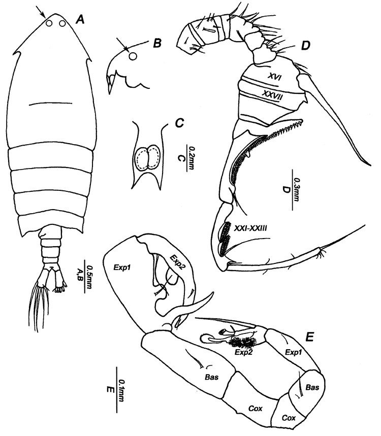 Species Pontella sinica - Plate 6 of morphological figures