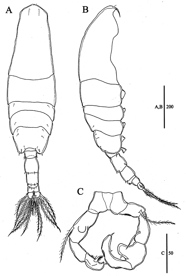 Espèce Acartia (Odontacartia) nadiensis - Planche 7 de figures morphologiques