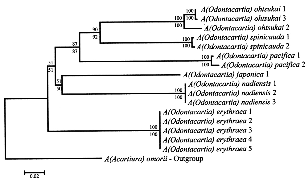 Espèce Acartia (Odontacartia) nadiensis - Planche 11 de figures morphologiques