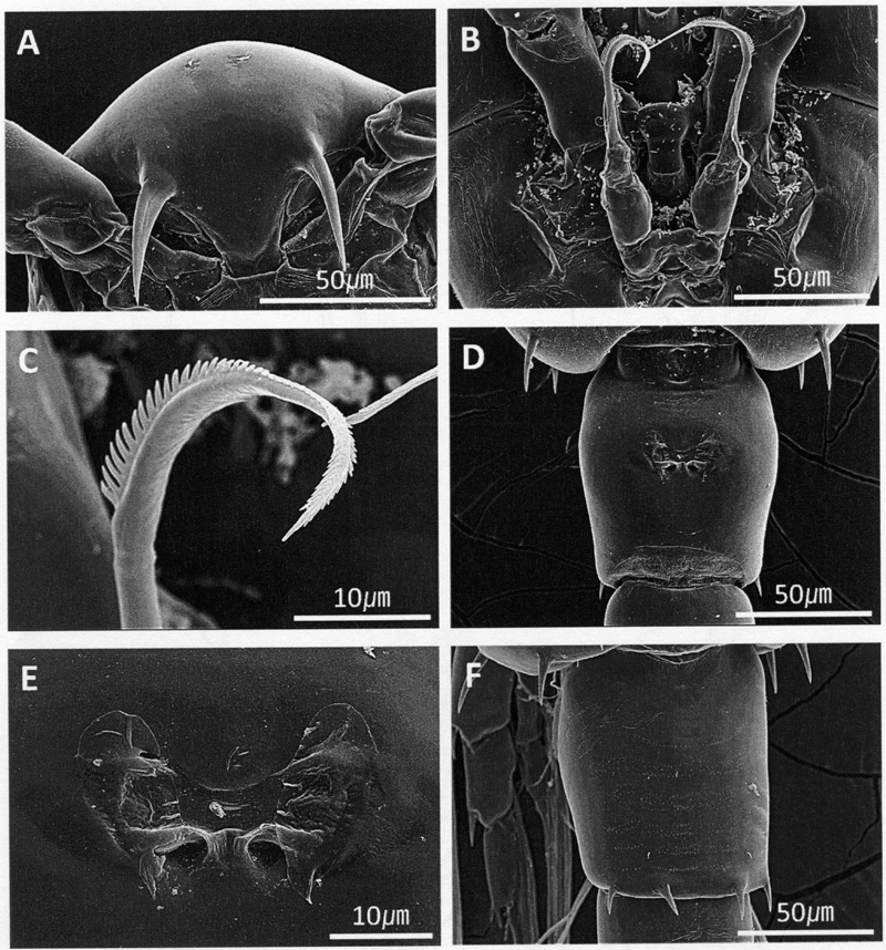 Espèce Acartia (Odontacartia) nadiensis - Planche 5 de figures morphologiques