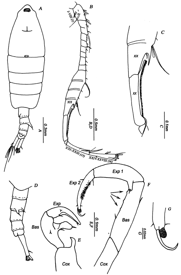 Espèce Tortanus (Atortus) minicoyensis - Planche 5 de figures morphologiques