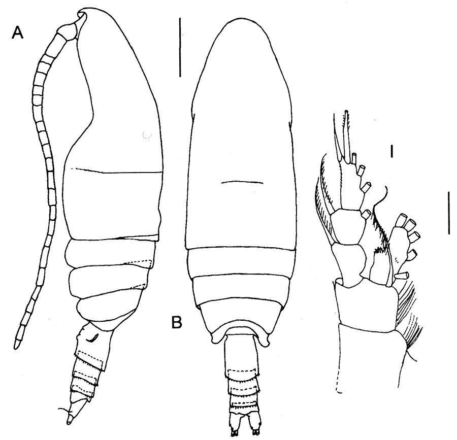 Species Prolutamator pseudohadalis - Plate 1 of morphological figures