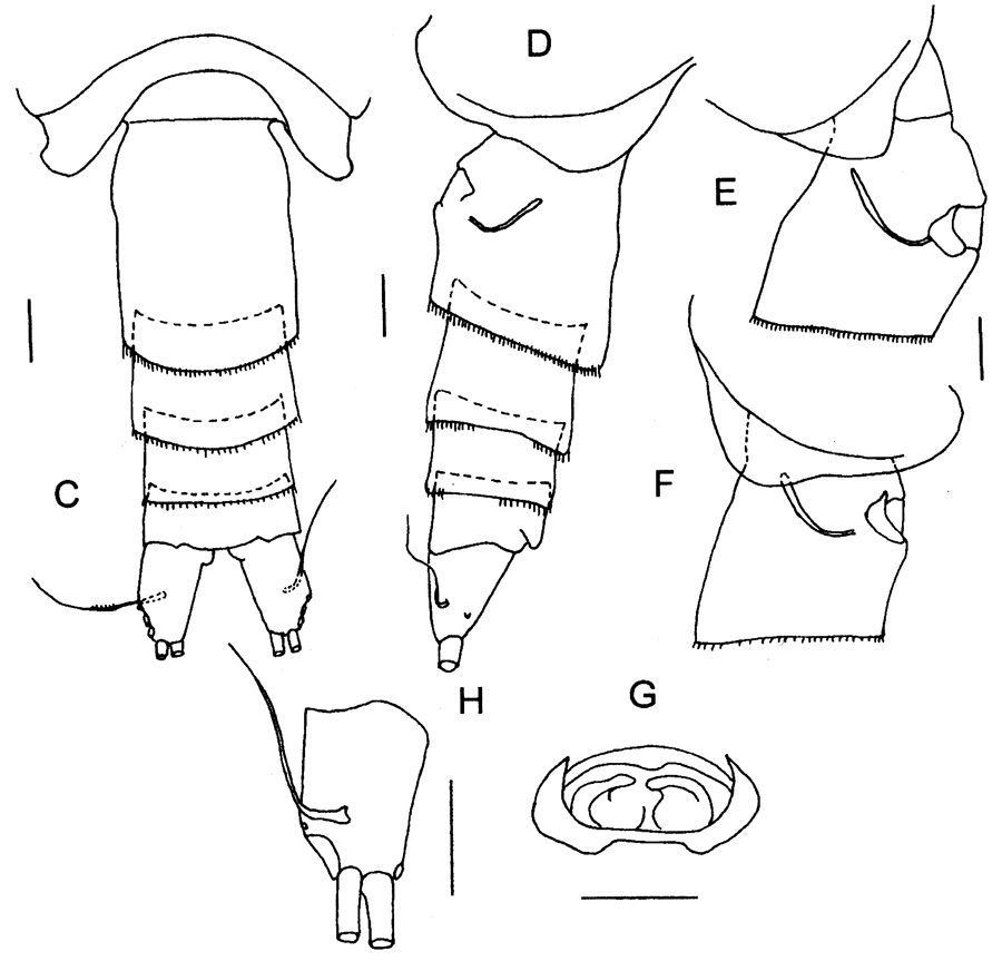 Espce Prolutamator pseudohadalis - Planche 2 de figures morphologiques