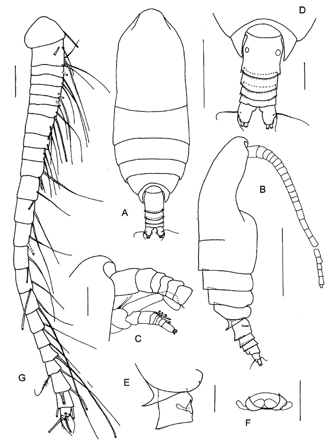 Espce Paracomantenna profunda - Planche 1 de figures morphologiques