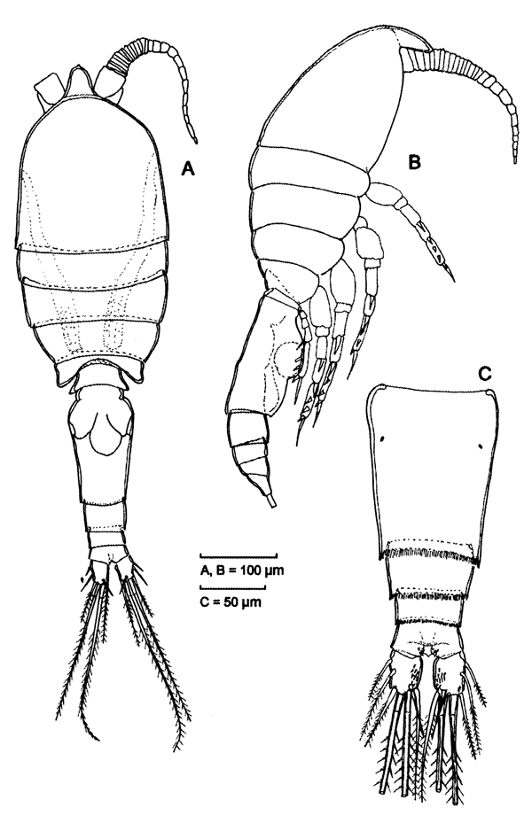Species Speleophriopsis mljetensis - Plate 1 of morphological figures