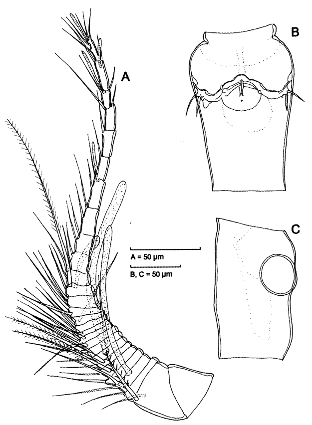 Species Speleophriopsis mljetensis - Plate 2 of morphological figures
